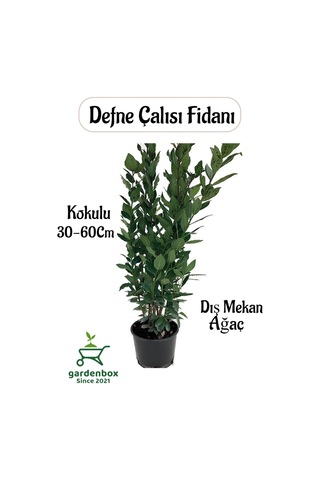 Yaprağı Kokulu Defne Fidanı 1 Adet Saksılı/tüplü Laurus Nobilis