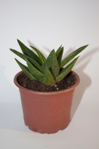 Haworthia Pentagona Sukulent Tekli 8,0 Cm Orta Boy Saksıda