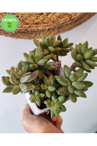 Pachyphytum Multi Form Sukulent 1 Adet
