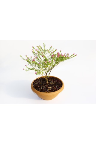 Bonsai Kufeya Cennet Çiçeği