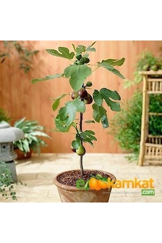2 Yaş Bonsai Bodur Incir Fidanı. Saksıda