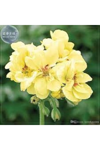 20 Adet Tohum Nadir Sarı Sardunya Çiçeği Tohumu Saksı Toprak