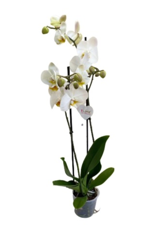 Phalaenopsis Orkide , Çift Dallı Orkide 60-80cm Arası Boyunda, Beyaz - 48358812