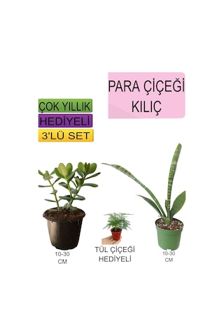 3'lü Set Para Çiçeği+ Kılıç Çiçeği+hediyelik Tül