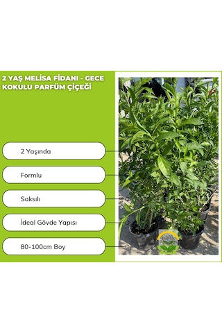 2 Yaş Melisa Fidanı - Gece Kokulu Parfüm Çiçeği