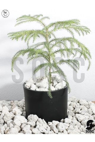 Sosc Natural Beyaz Dekoratif Pomza Taşı, 2-4 Cm, 10 Litre, Drenaj