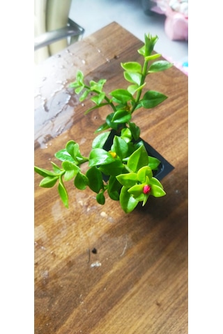 Buz Çiçeği Saksı Çiçeği Sarkıcı Yer Örtücü Güneş Seven Dayanıklı Çiçek Mezar Balkon Bahçe Çiçeği