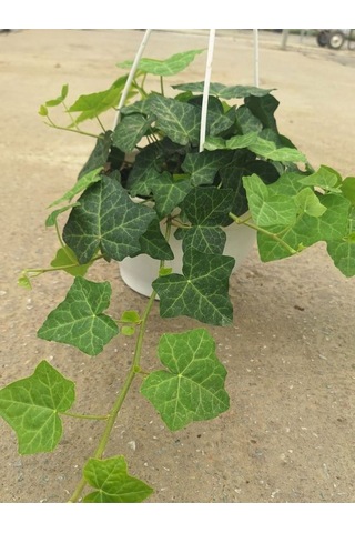 Hedera Helix Sarmaşığı Saksıda 1 Adet 30-40cm