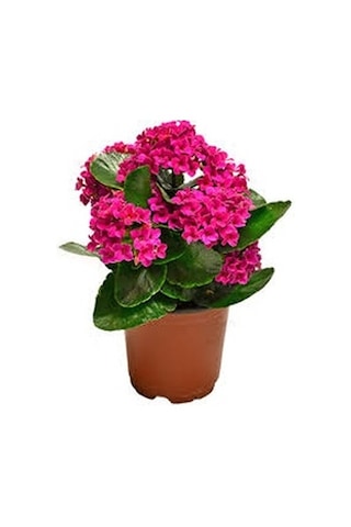 Pembe Kalanşo Çiçeği 3 Adet