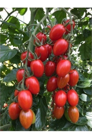 Saksılık Zeytin Domates Tohumu 10 Adet Tohum Kahvaltılık Domates Tohumu