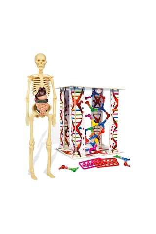 Clementoni Ilk Keşif Insan Anatomisi
