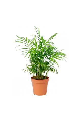 Dağ Palmiyesi Bitkisi chamaedorea Elegans 30-40 Cm
