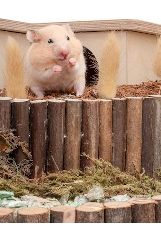 Hamster Fare Sıçan Kuşlar Için Eğlenceli Ahşap Merdiven Köprü