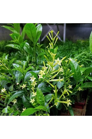 Melisa Çiçeği Fidanı 3 Adet - Cestrum Nocturnum N11.527