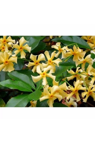 Sarı Çiçekli Sarmaşık Yasemin "star Of Toscane" 1-2 Yaş Arası