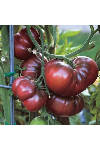 İri Etli Black Krim Domates Tohumu 15 Tohum İri Etli Black Krim Domates Tohumu 15 Tohum