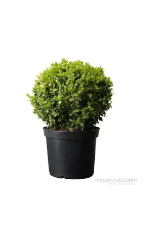 Şimşir Fidanı 20-30 Cm Buxus Sempervirens