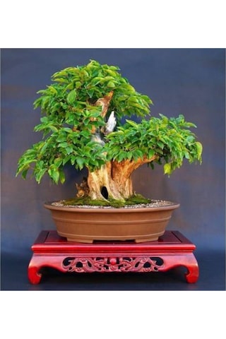 Bodur Bonsai Kızılcık Ağacı Tohumu 3 Adet Tohum