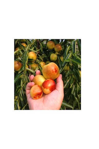 Tüplü İri Meyveli Hünnap Fidanı