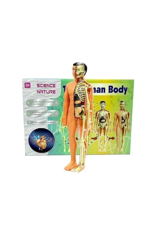 Mey İthalat The Human Body İnsan Vücudu 3d Eğitim Seti 3302
