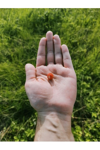 15 adet Karadeniz Kokulu Yabani Dağ Çileği Fidesi Açık Köklü 10-20 Cm