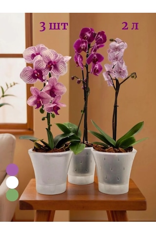 Live-in-green 2l Şeffaf Plastik Orkide Saksı S 342131425