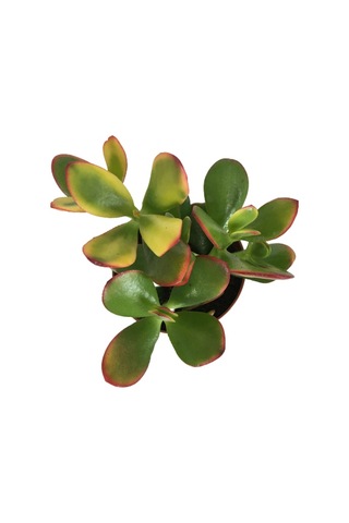 Crassula Ovata Sunset - Para Bitkisi 8,5 Luk