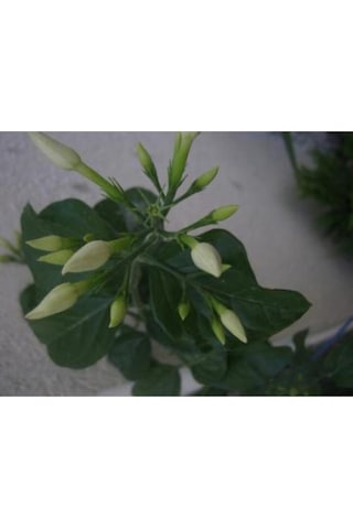 Serada Decor Plant Ful Yasemin Çiçeği Beyaz Yasemin 40 Cm Saksılı