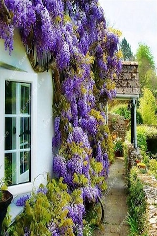 Videolu Mor Salkım 45-60 Cm Saksılı/tüplü Dış Mekan Bodur Bitkiler Wisteria