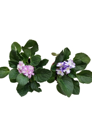 2 Adet Katmerli Afrika Menekşesi Yerli Üretim Alaca Çift Renkli