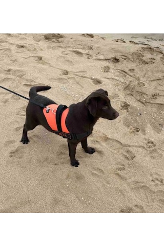 Kişiye Özel, Isimli K9 Köpek Tasması, Göğüs Tasması Turuncu