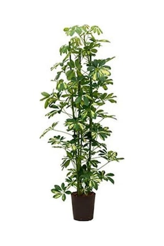 Videolu Şeflera Sarı Alacalı 2 Dallı 1 Adet Saksılı 90-110cm Salon Bitkisi Schefflera Arboricola