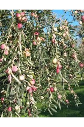 5 Adet Zeytin Fidanı Ayvalık Tüplü 1,5 Yaşında 70 Cm 12 Ay Dikim