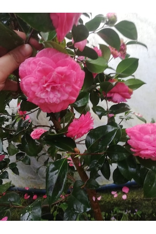 Kamelya Fidanı Pembe 50-80 Cm Tüplü