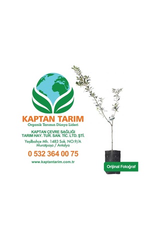 Storeşahin 1 Yaş Koroneiki Girit Zeytin Fidanı 10 Adet 30 Cm Shn0720
