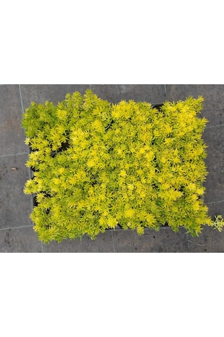 Sarı Kırmızı Sedum 40 Adet - Yer Örtücü Çok Yıllık Bitki
