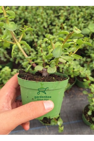 Masa Ofis Çiçeği 1 Adet Saksılı Yeşim Çiçeği 10-15cm Crassula