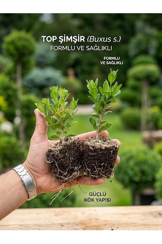 Canlı Top Şimşir Fidanı