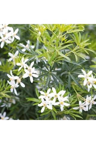 Meksika Portakal Çiçeği Beyaz 1-2 Yaş Arası Saksılı