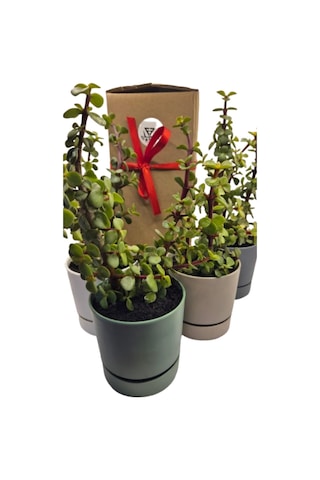Para Çiçeği Crassula Ovata Canlı Bitki, Saksılı, 10cm Çap, 25cm Yükseklik, Karışık Renkli Saksı, Hediye Kutu Diğer