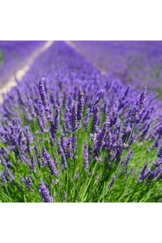 Tüplü Yoğun Kokulu Aromatik Lavanta Fidanı 10-20 Cm