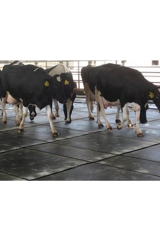 Hayvan Yatağı İnek Yatağı 1.10 X 1.90 Cm