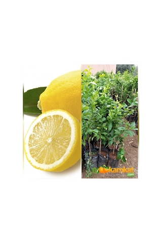 Aşılı Bodur Yediveren Mayer Limon Fidanı Torbada 3 Yaş 80 - 90 CM