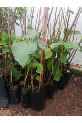 Tamarillo Domates Ağacı 70-100 Cm Tüplüdür