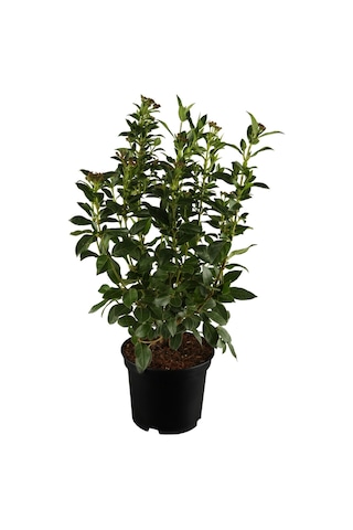Kokulu Defne Çalısı Fidanı+viburnum Kartopu Çiçeği 2'li Set Saksılı Bahçe Bitkisi
