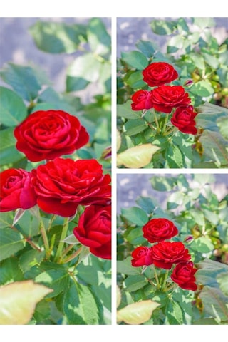 Yediveren Yoğun Kokulu Ateş Kırmızısı 30 60 Cm 3 Adet Aşılı Gül Kırmızı Red Rose