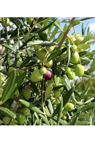 9 Adet Aşılı Gemlik Trilye Zeytin Fidanı 2 Yaş