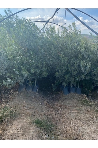4 Yaş Gemlik Zeytin Fidanı