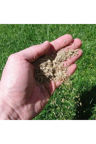 EverGReen 6'Lı Karışım Çim Tohumu 450 GR Karışım Çim Tohumu