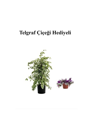 Hediyelik Beyaz Alacalı Benjamin Bitkisi Sevgililer Gününe Özel Telgraf Hediyeli